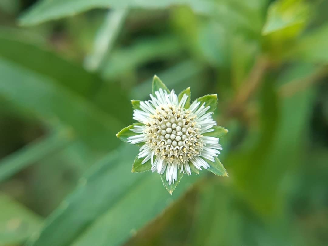 découvrez les bienfaits de la phytothérapie, une approche naturelle pour améliorer votre santé grâce aux plantes. apprenez à utiliser les herbes médicinales et les extraits végétaux pour traiter divers maux et optimiser votre bien-être.