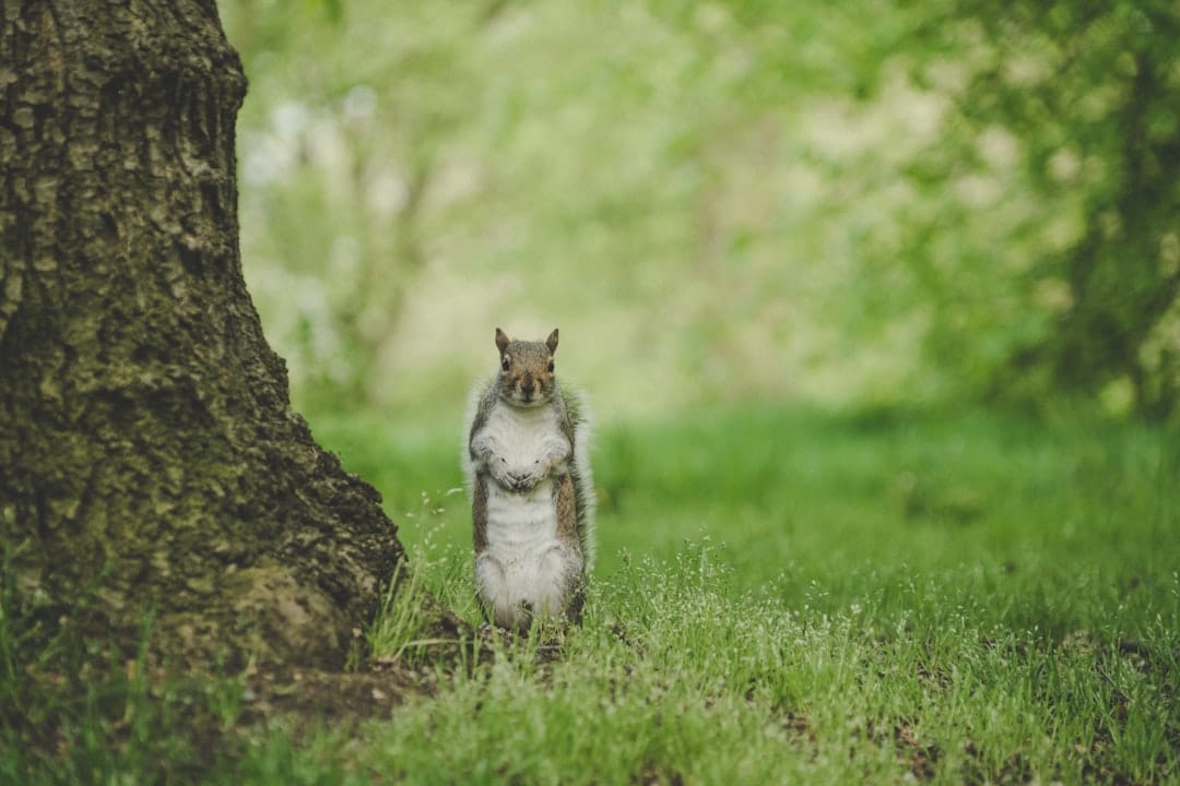 découvrez la beauté inégalée des parcs naturels, oasis de biodiversité et de paysages époustouflants. partez à l'aventure à travers des sentiers pittoresques, admirez la faune locale et plongez-vous dans la nature préservée. éveillez votre esprit d'exploration et explorez ces trésors écologiques.